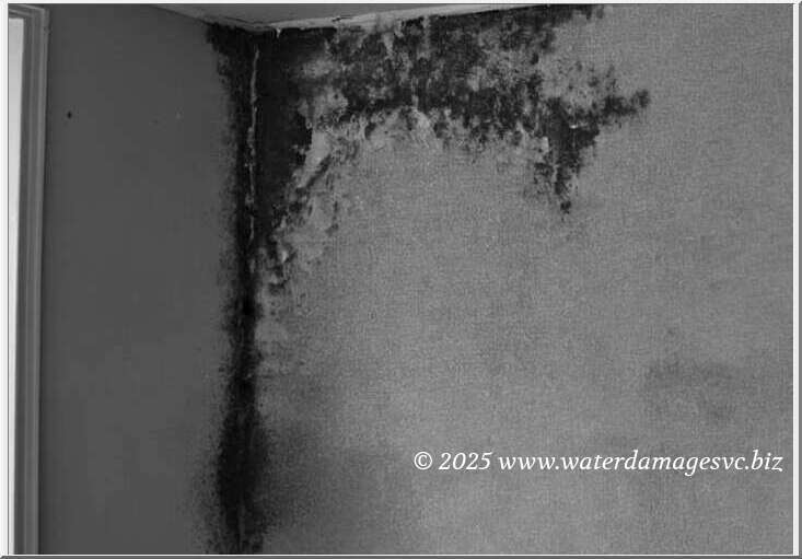 Effective Removal of Water-Damaged Materials: Preventing Mold Infestation for Your Home - Water Damage Restoration Service